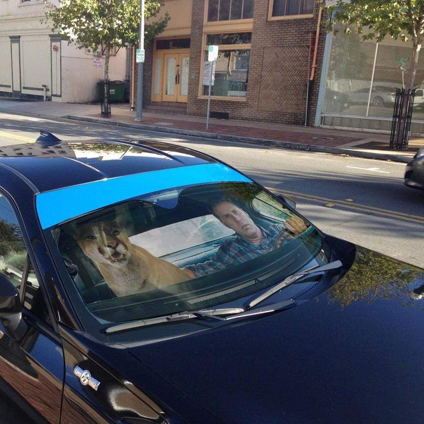 Gearhumans 3D Talladega Nights Cougar Custom Car Auto Sunshade
